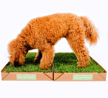 Load image into Gallery viewer, Jerry, a goldendoodle, sniffs his large real grass potty patch.
