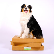 Load image into Gallery viewer, Lienzo, a border collie, loves his XL real grass potty patch.

