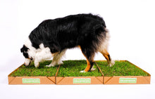 Load image into Gallery viewer, Lienzo, a border collie, checks out the XL real grass potty patch for dogs.
