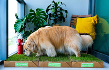 Load image into Gallery viewer, Carlota, a golden retriever, sniffs her real grass potty patch on the balcony.
