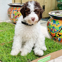 Load image into Gallery viewer, Mars, a Portuguese Water Dog puppy, enjoys his fresh grass potty patch from Grass4Paws.
